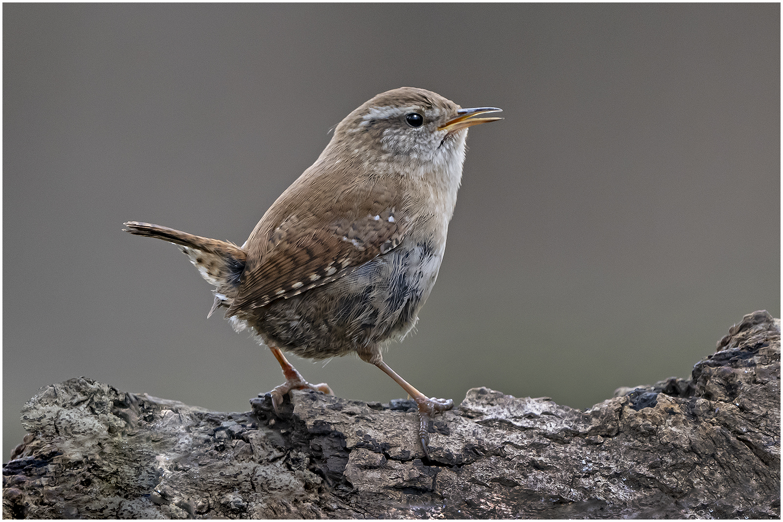 Wren with Sony A1 and 600mm lens 