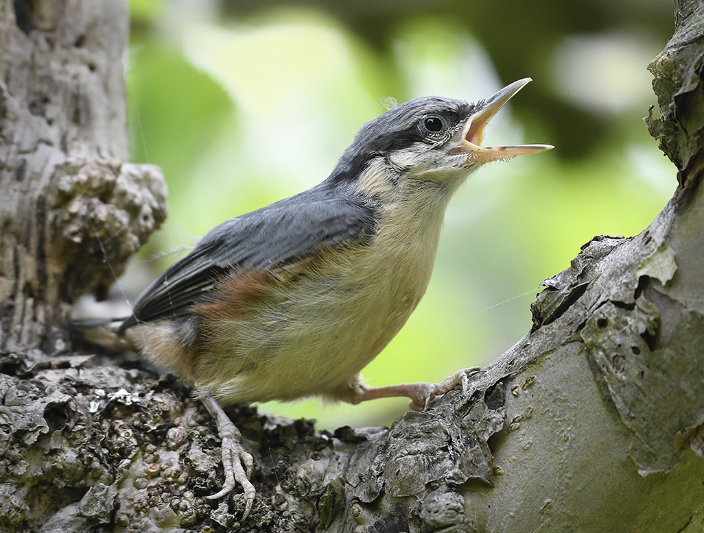 Newley fledged Nuthatch Spring 2016 